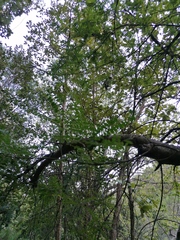 Eysenhardtia polystachya