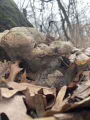 Pseudoinonotus