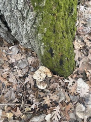 Pseudoinonotus