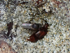 Coelopidae
