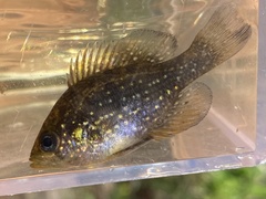 Enneacanthus gloriosus