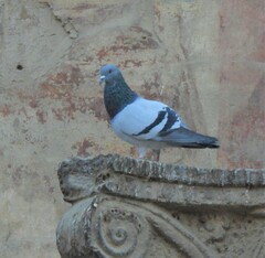 Columba livia domestica