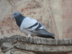 Columba livia domestica