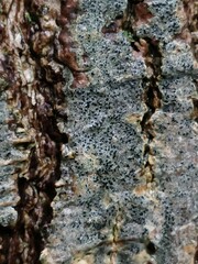 Arthonia radiata