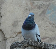 Columba livia domestica