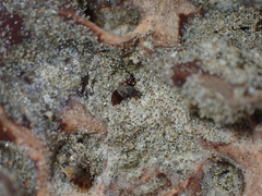 Coelopidae