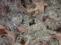 Coelopidae