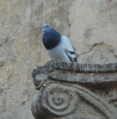 Columba livia domestica
