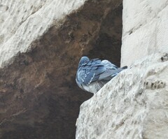 Columba livia domestica