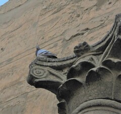 Columba livia domestica