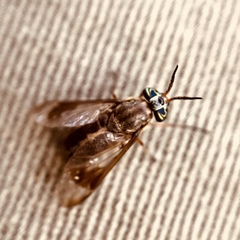 Chrysops univittatus