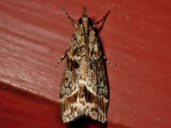 Eudonia legnota