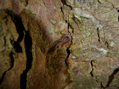 Geophilus carpophagus