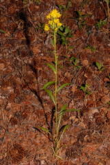 Solidago multiradiata multiradiata