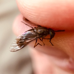 Chrysops univittatus