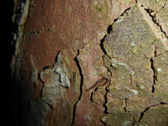 Geophilus carpophagus