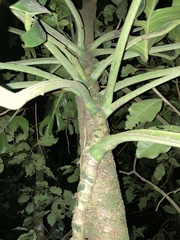Monstera monteverdensis