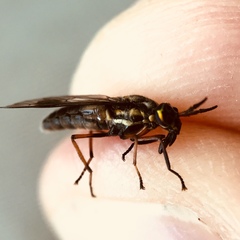 Chrysops univittatus