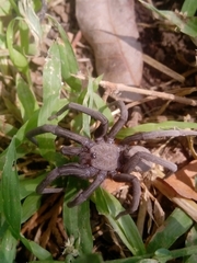 Kukulcania hibernalis