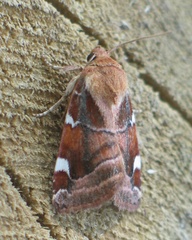 Cosmia diffinis