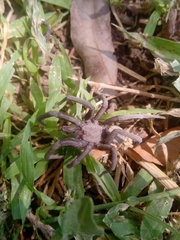 Kukulcania hibernalis