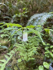Prosartes smithii