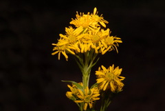 Solidago multiradiata multiradiata