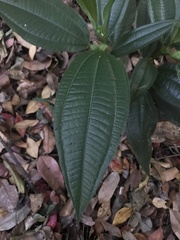 Miconia tococa