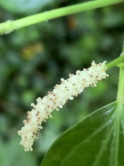 Piper capense capense