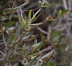 Periploca chevalieri