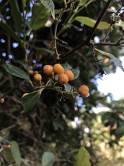 Dilleniaceae