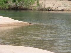 Crocodylus johnstoni