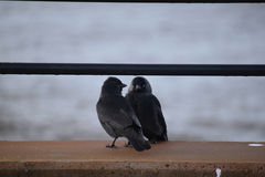 Corvus monedula spermologus