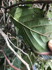 Dilleniaceae
