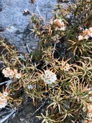 Dracophyllum recurvum