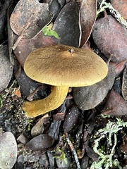 Cortinarius thiersii