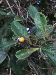 Dilleniaceae