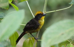 Atlapetes tricolor crassus