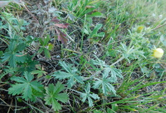 Potentilla argentea