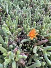 Malephora crocea