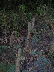 Alvaradoa amorphoides