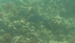 Cantherhines dumerilii