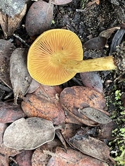 Cortinarius thiersii