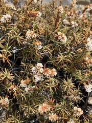 Dracophyllum recurvum