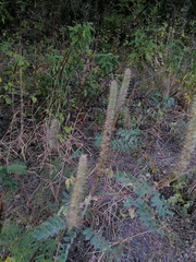 Alvaradoa amorphoides