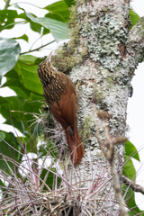 Xiphorhynchus flavigaster