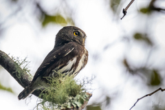 Glaucidium sanchezi