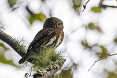 Glaucidium sanchezi