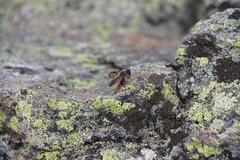 Cimbicidae
