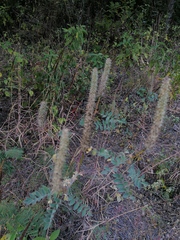 Alvaradoa amorphoides